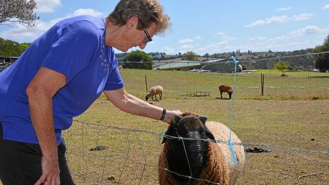 DOG ATTACK: Booie resident Wanda Carland lost six lambs after a dog attacked her sheep overnight on Thursday September 13. Picture: Jessica McGrath