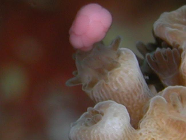 An egg and sperm bundle released from the mouth of a polyp.