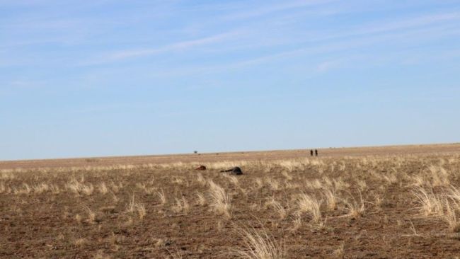 Bodies of horses found on a Longreach property. Police allege a Mount Isa man went on a shooting spree on an outback Queensland property and killed 41 horses. Picture: Facebook