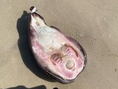 The upturned blob or ‘Coffin Ray’ freaked out locals. Source: Facebook, Reef Dunn.