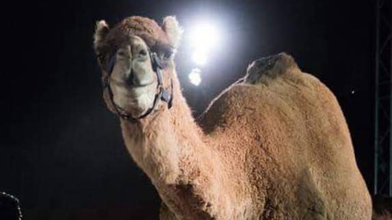 The camels escaped from Circus Royale Australia. Photo: Circus Royale Australia