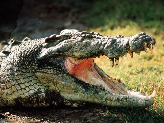 UNDATED: Generic picture of a crocodile in North Queensland. PicSUPPLIED - animal crocodile