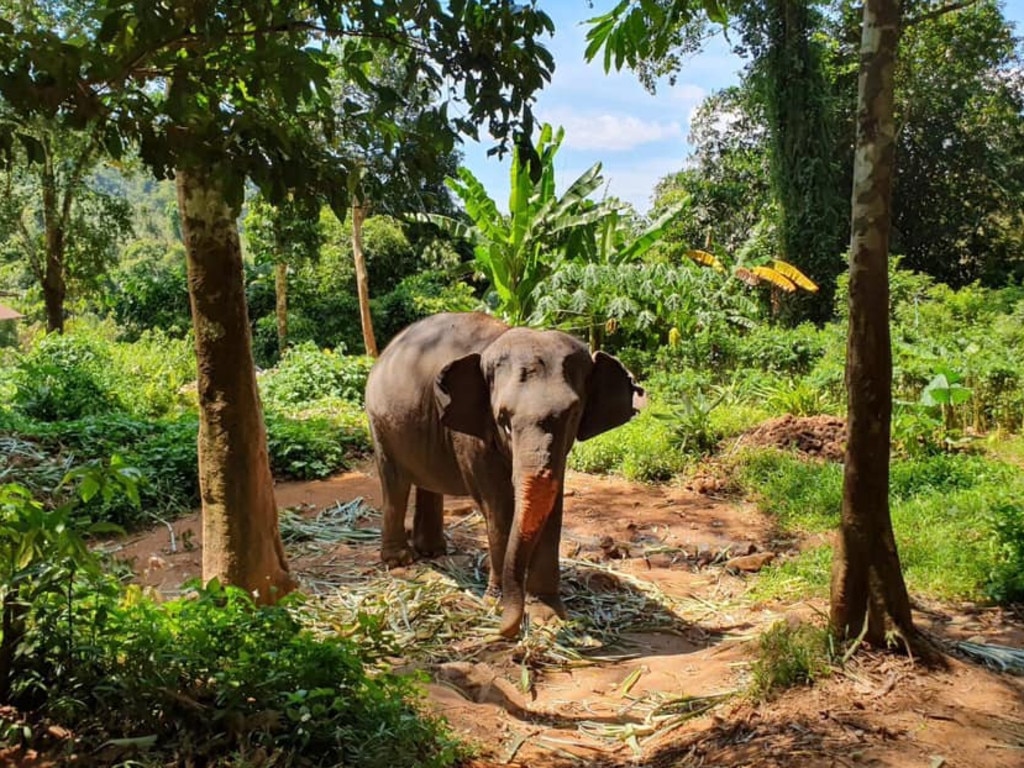 … and meeting elephants in Chiang Mai.