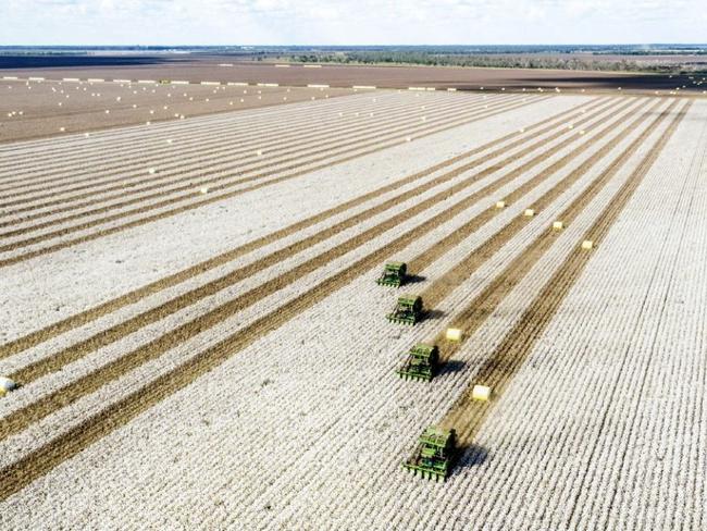 The Coultons family's Morella Agriculture.