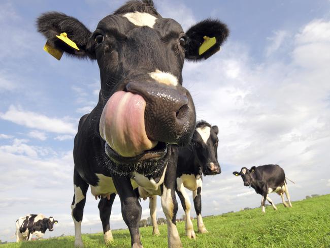 Holstein cow with tongue sticking out
