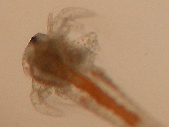 What the Sea Monkeys look like up close. Picture: Leo Nankervis/JCU.