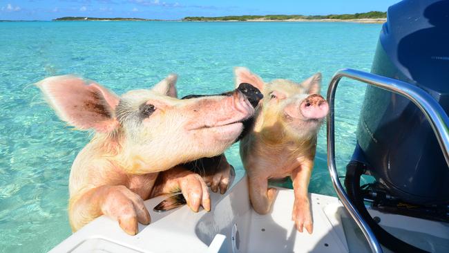 Swimming pigs in Bahamas allegedly died after tourists gave them beer ...