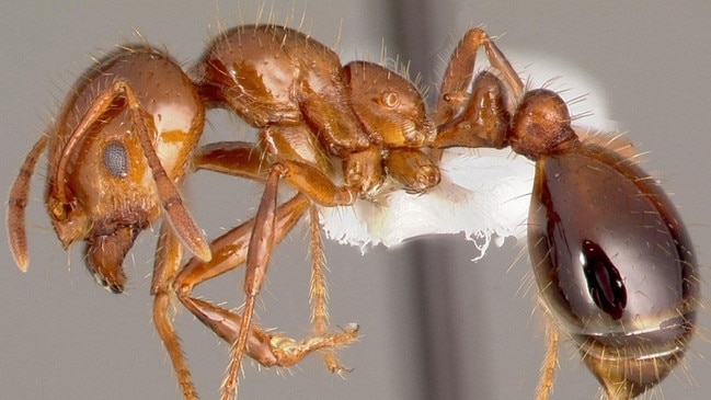 Fire ants have been found in Oakey. Photos: Invasive Species Council