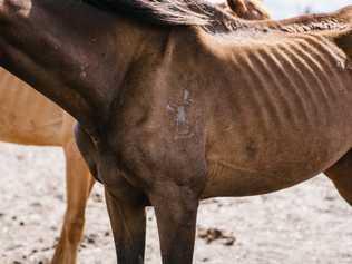 Police claim 13 horses were found dead and another eight emaciated. Picture: SUPPLIED