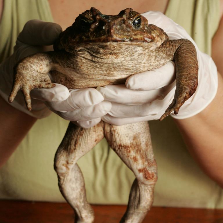 Cane Toad