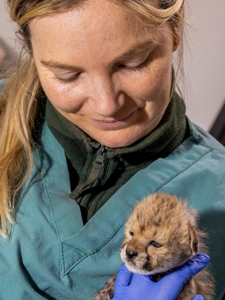 It’s also very tiny. Picture: Rick Stevens