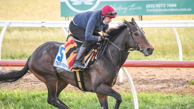 Tiger Moth will attempt to win the Melbourne Cup in just his fifth start. Picture: Racing Photos via Getty Images