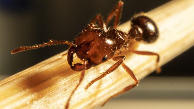 Fire ants are dark reddish-brown with a darker black-brown abdomen and are from two to six millimetres long. Residents and businesses should report any sign of fire ants to the NSW DPI on 1800 680 244