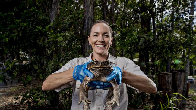 dreamworld-declares-toad-hunting-season-with-their-annual-toadal-recall