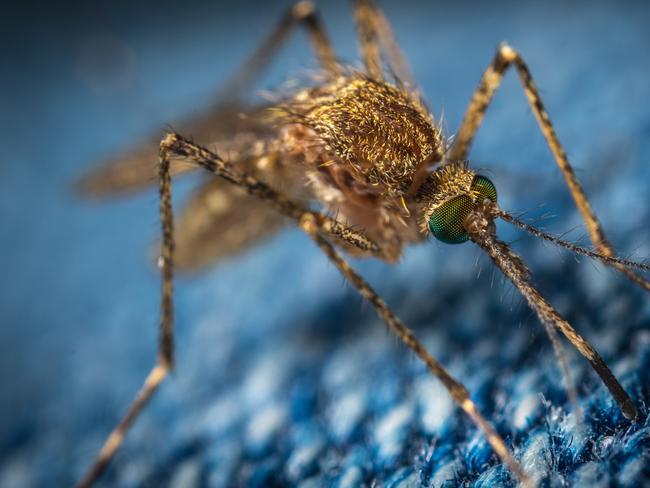 Authorities are urging people walking near, or paddling on, Narrabeen Lagoon to cover up against mosquitoes. Picture: News Regional Media