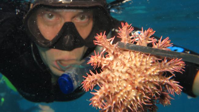 Experimental Scientist with the Australian Institute of Marine Science Jason Doyle with a crown-of-thorns starfish (COTS) on Moore Reef. Picture: Brendan Radke