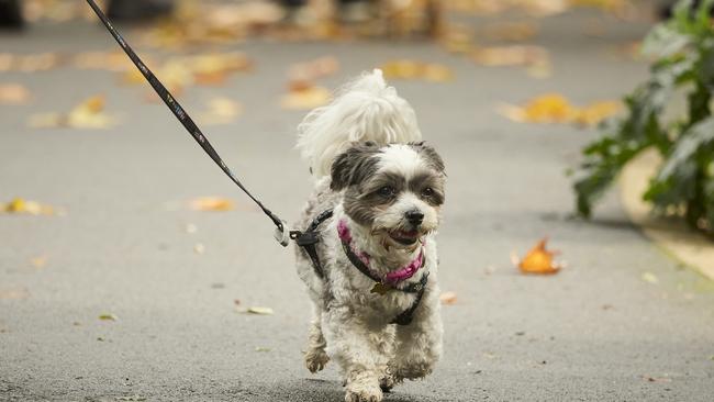 Million Paws Walk in the Adelaide Botanic Gardens, Sunday, May 28, 2023. Picture: Matt Loxton