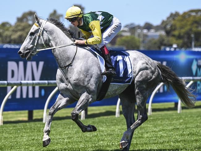 Sir Ravanelli can add the Jacaranda Cup at Grafton to his record. Picture: Bradley Photos