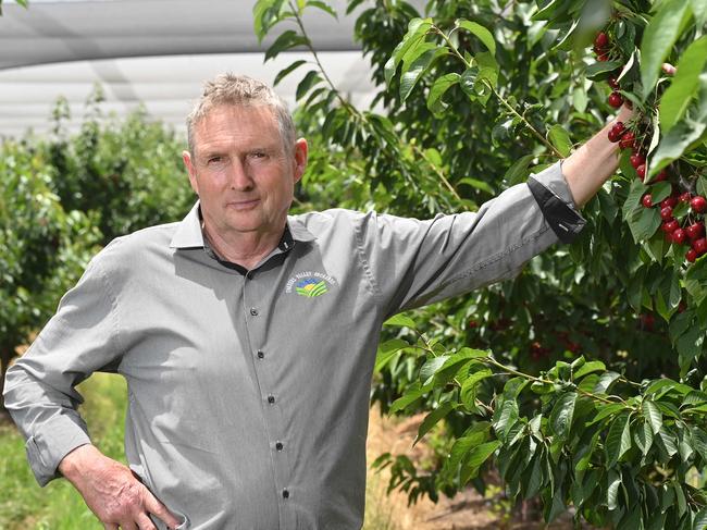 6/12/24. Tony Hannaford owns Torrens Valley Orchards and says fruit bats have destroyed 10 per cent of his cherry crop.Picture: Keryn Stevens