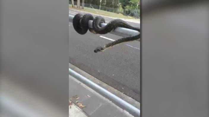 Snake at Mt Annan Drive, Mt Annan