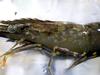 ‘Alarm bells ringing’: White spot found in wild prawns for first time