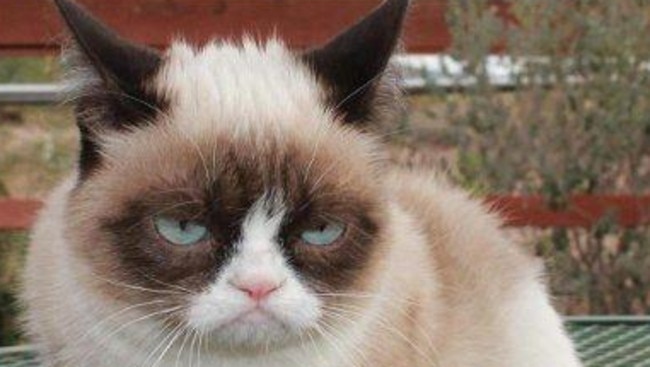 Famous feline ... Grumpy Cat, whose real name is Tardar Sauce, has her distinct frown face due to feline dwarfism, her owners say.