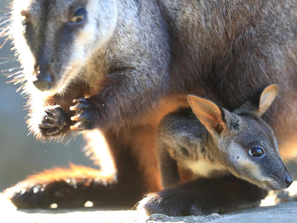 The Brush-tailed Rock Wallaby is one of about 10 species set to benefit from a new sanctuary space on Wilsons Promontory. Picture: Adam Head