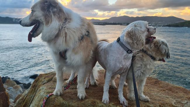 Thanks to Laura Kennedy for this glamour shot of three dogs on a rock.