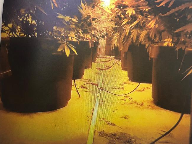 Cannabis growing at the Mildon Rd shed leased by Codie Hay. Picture: supplied