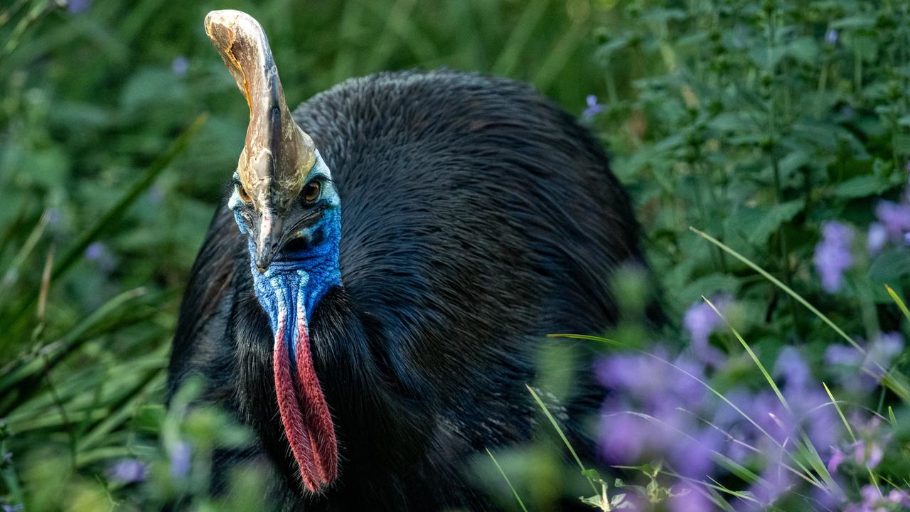 Melbourne Zoo giant Southern Cassowary, Zillie, in this file photo. Picture: Supplied