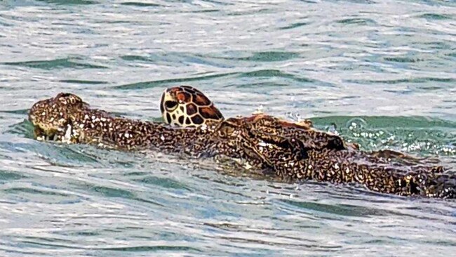 Owen McKellar captured a very one-sided battle between croc and turtle at Bynoe Harbour.