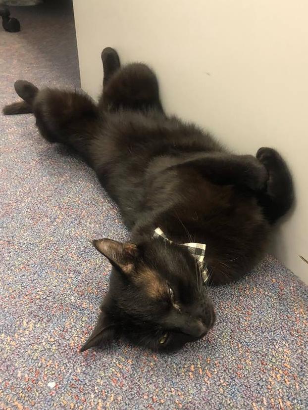 Splashe is one of the newest members of Bourke Police Station. Picture: Facebook