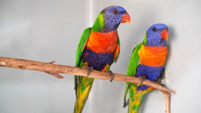 Rainbow lorikeets struck down by paralysis