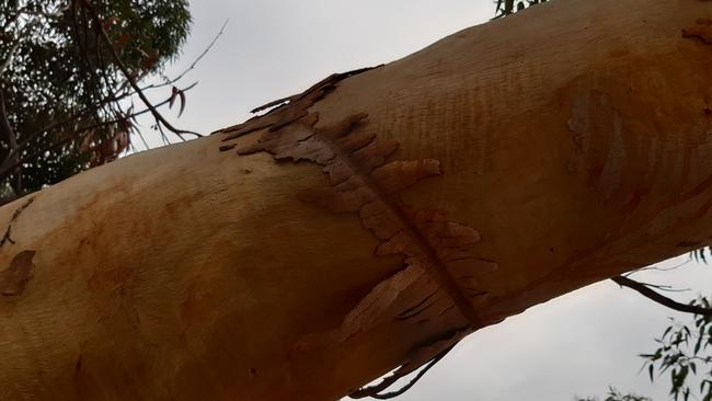 Stress marks from the rope swing on a tree at the park. Picture: Supplied