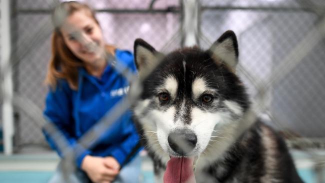 Animal adoptions have skyrocketed across Victoria amid the coronavirus lockdown, but AAPS rescue husky-cross Shirley is still looking for a home. Picture: Penny Stephens