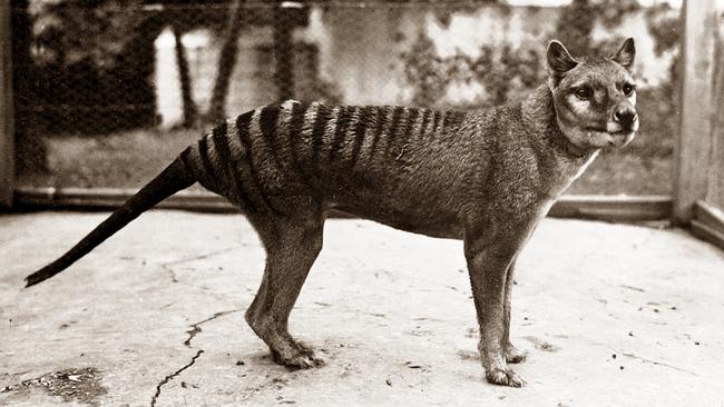 Bob Brown wants the world to finally accept the thylacine, or Tasmanian tiger, is extinct – and should not be genetically engineered back to life, as scientists plan.