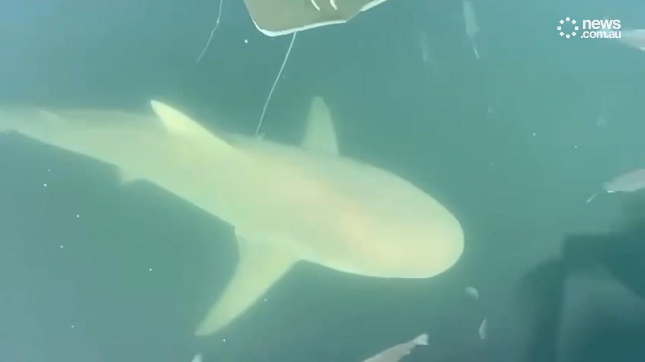 Bull sharks spotted at Spit West Reserve