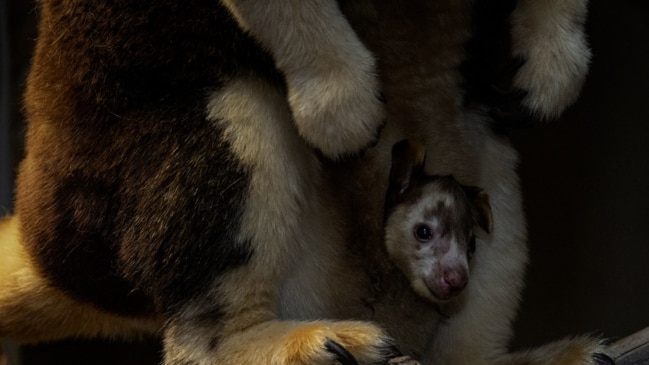 Matschie’s Tree Kangaroo Born At San Diego Zoo