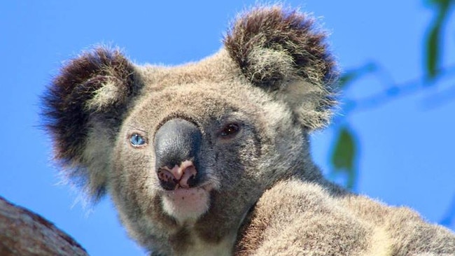 Gummy the blue eyed koala who had been hit by a car in Coomera.