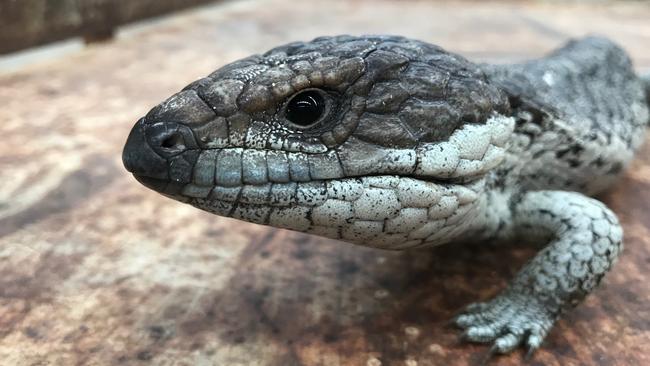 An adult Shingleback Lizard. Picture: Supplied