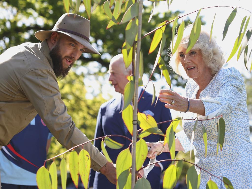 Queen Camilla looks at a newly planted snow gum eucalyptus during a ceremonial planting in the gardens at Government House on Monday. Picture: Getty Images