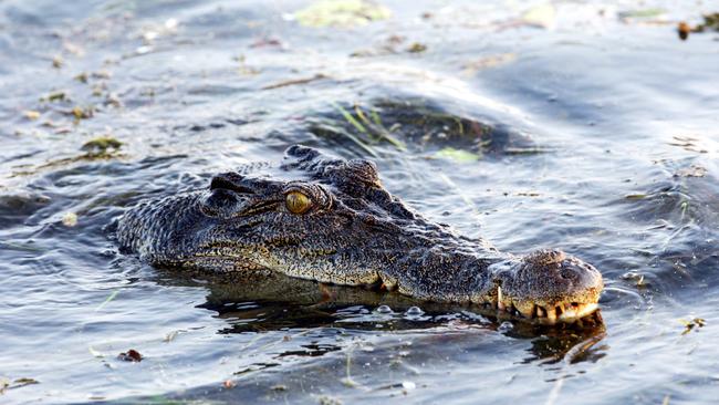 A saltwater crocodile at Cooinda in Kakadu National Park.