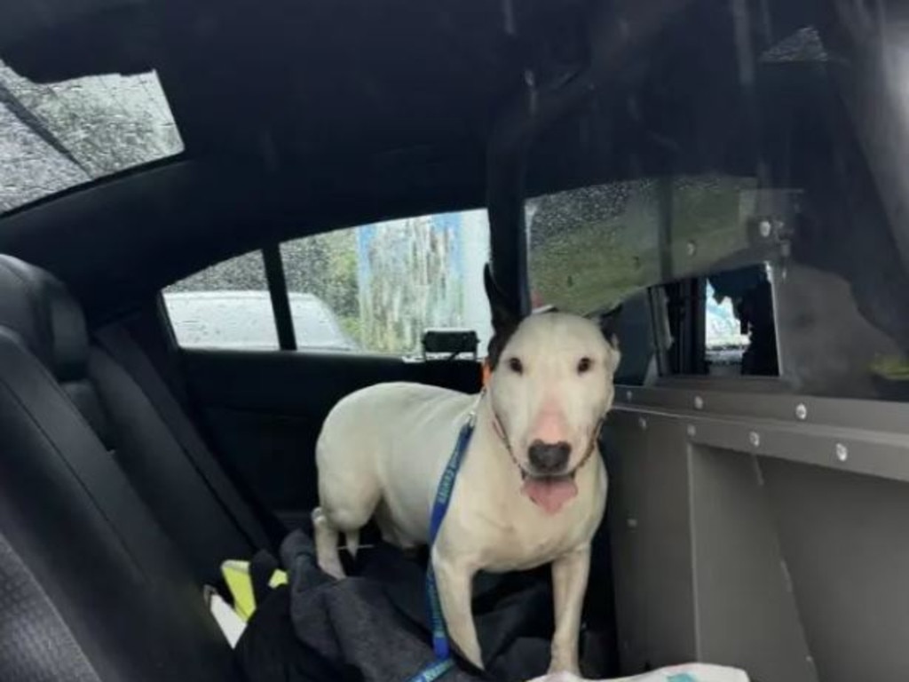 Morales parked his patrol vehicle and trudged across a soggy field next to Interstate 75, rescuing the terrified animal from the water, which had risen past the dog’s legs.