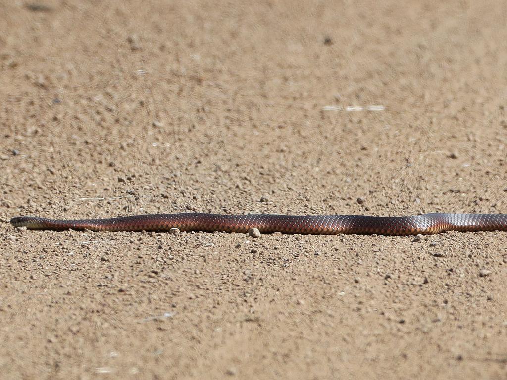 A lowland copperhead snake. Picture: Luke Bowden