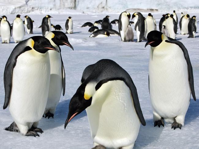 ESCAPE: EXPEDITION CRUISING .. Brad Crouch story .. Penguins in Antarctica. Picture: iStock