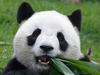 In this June 21, 2011 photo, Macau’s giant panda Xin Xin eats bamboo leaves in Seac Pai Van Park in Macau. Macau says the female half of a giant panda couple that was a gift from Beijing has died from kidney failure. Macau’s panda park said that Xin Xin, who was nearly six, was declared dead at 8:18 p.m. on Sunday, June 22, 2014. (AP Photo/Str)