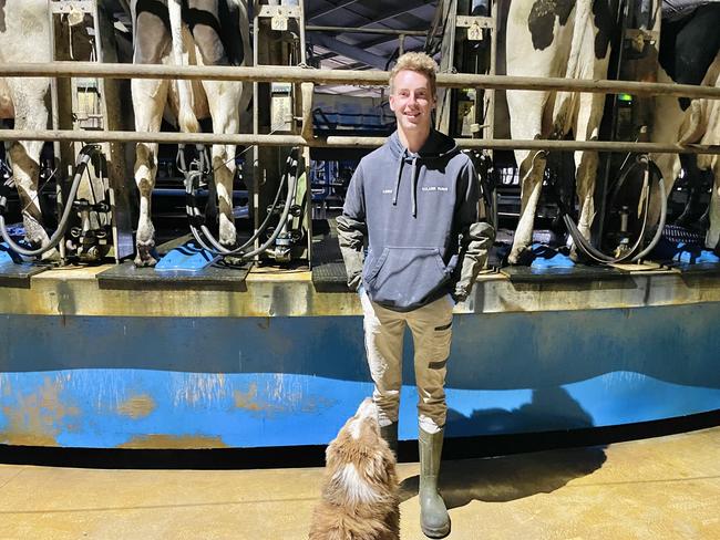 Farmer Xavier Rey worked hard to gather the cows into the farm and onto the rotary. Picture: Jack Colantuono