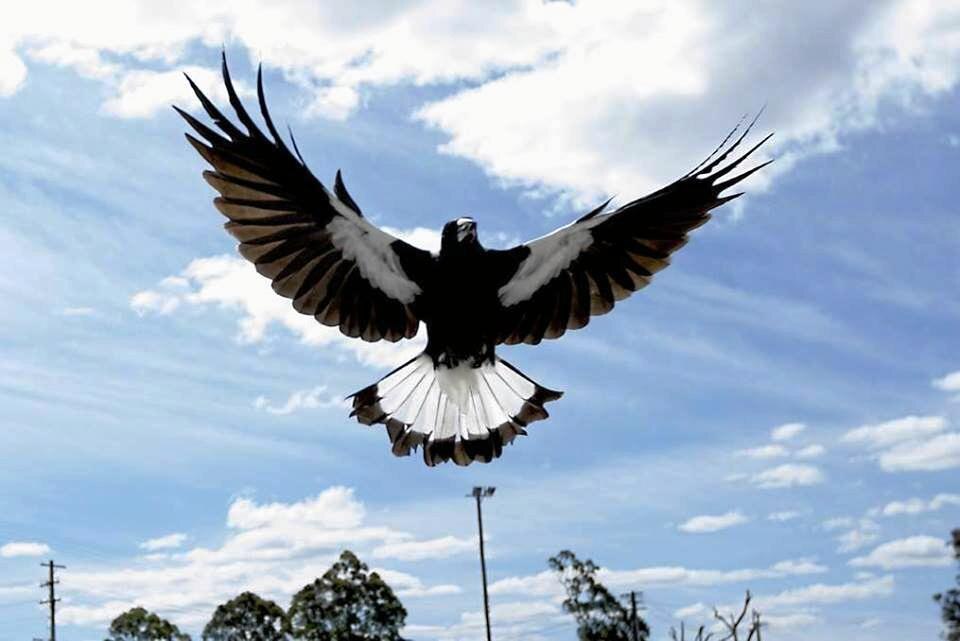 info-needed-where-are-our-magpie-hotspots-the-courier-mail