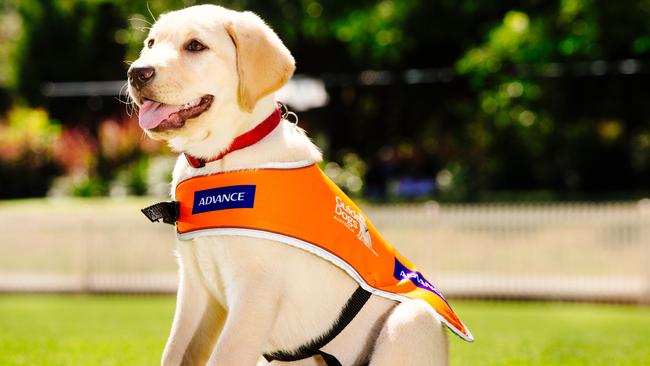 A Guide Dog puppy. Picture: Jonathan Ng