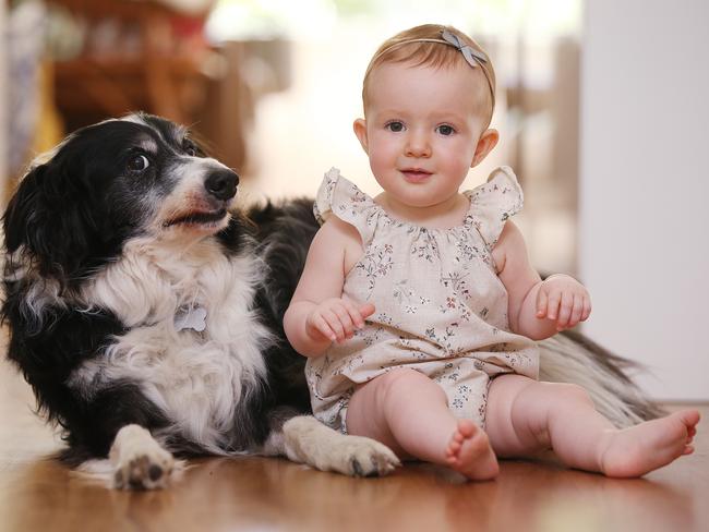 Grover McBane the famous Border Collie pictured at his home with 11mth old Ivy. Picture: Sam Ruttyn